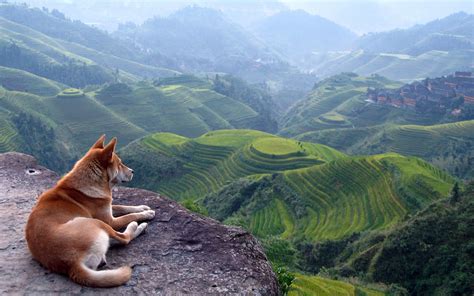 1280x1024 Resolution Adult Shiba Inu Landscape Terraced Field Dog