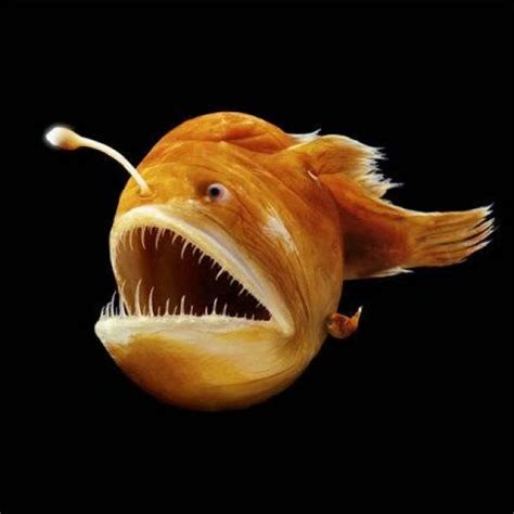 Fascinating Facts About Anglerfish