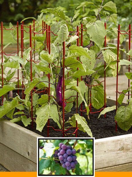 Or, do you have an old grapevine that has grown completely out of control? Growing grapes in pot and growing edible grapes. in 2020 ...