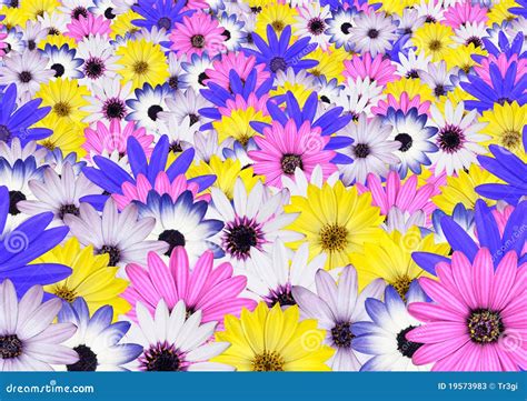 Various Bright Colored Daisy Flower Background Stock Photos Image