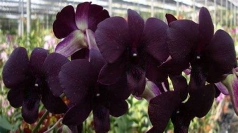 With proper care, this phalaenopsis orchid will bloom for 6 to 8 weeks. Black Pearl - Pots and Petals