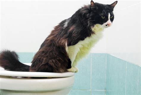 how to dispose cat litter safely protecting our environment
