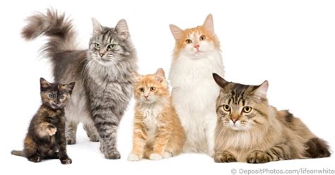 Free clipart now » animals » cats. Pet Cat Breeds