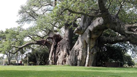 The Oldest Trees In The World Mralanc