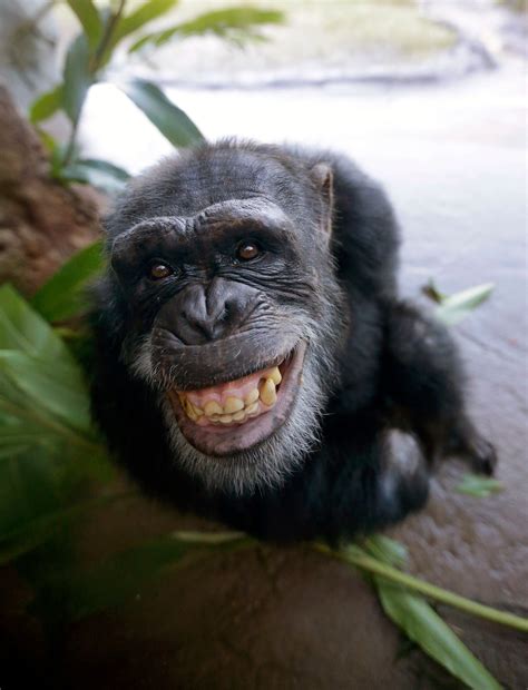 Chimpanzees Are Animals But Are They ‘persons The Washington Post