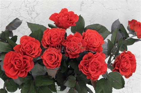 A Bouquet Of Red Roses Red Roses Close Up Stock Image Image Of