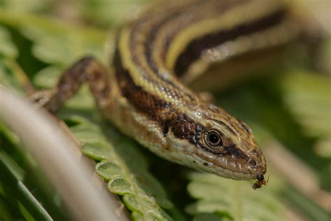Couple Of Common Lizards Reptiles And Amphibians Of The Uk Forum