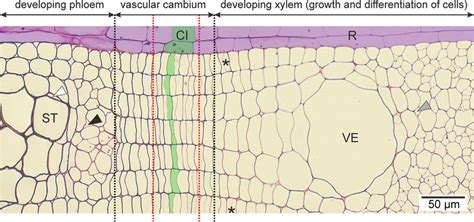 Transverse Section Of Vascular Cambium Developing Xylem And Phloem