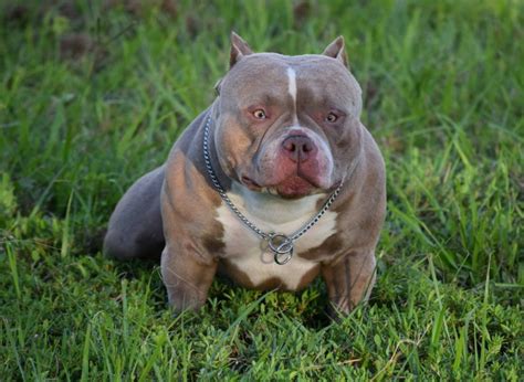 They are razors edge/gottiline, purple ribbon ukc/abkc registered. BEST CHAMPAGNE, LILAC & BLUE TRI COLORED AMERICAN BULLY PUPPIES