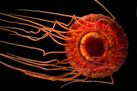 Real Monstrosities Atolla Jellyfish