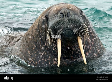 North Atlantic Walrus Odobenus Rosmarus Nordaustland Svalbard Norway