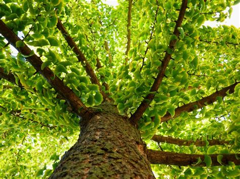 A Figura Abaixo Mostra Uma Gimnosperma Da Espécie Ginkgo Biloba