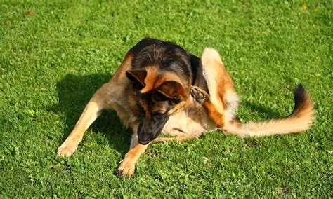 Itchy Dog Relief Home Remedy German Shepherd Country