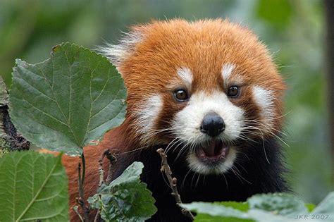 Funny Pics Funny Red Panda Images