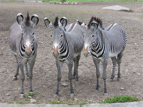 Zebras Zebra Zoo Free Photo On Pixabay Pixabay