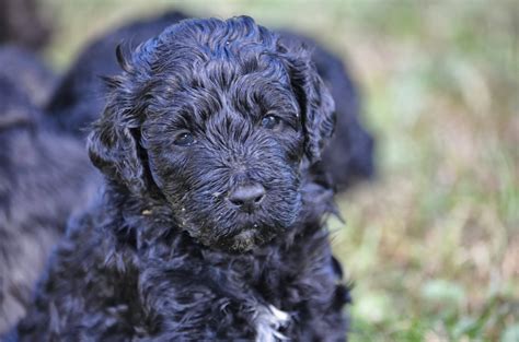 Hickory Tavern Farm Barbet Barbet Puppiesthey Just Keep Getting Cuter