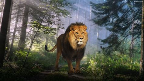 You can download your favorite lion wallpapers for free. Lion Wallpapers HD Backgrounds, Images, Pics, Photos Free ...