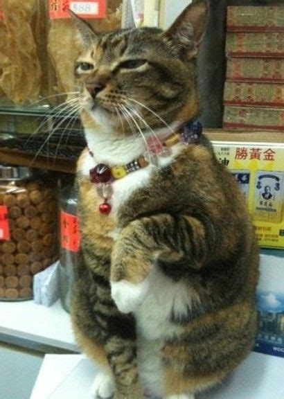 Maneki Neko Real Cat 💗 Money Cat Cats Lucky Cat