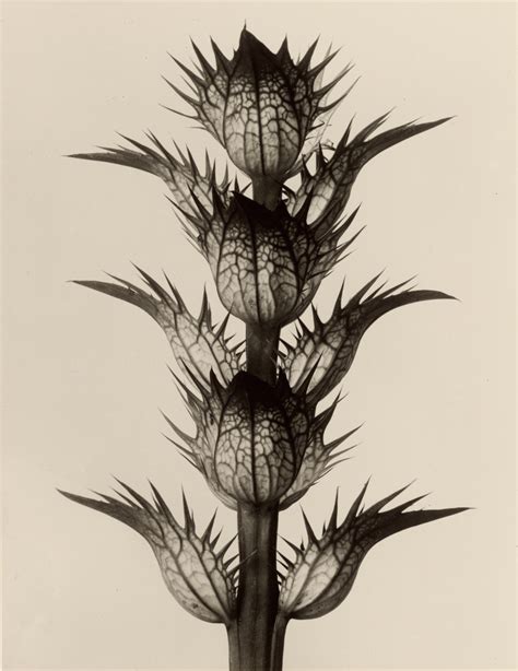 Filekarl Blossfeldt Acanthus Mollis 1928