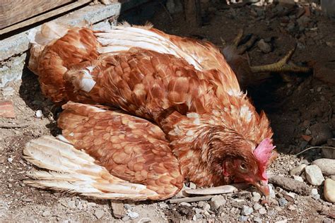 Birds affected by this disease are fowls, turkeys, geese, ducks, pheasants, partridges, guinea fowl and other wild. Possible Ailments | Chicken Health | Chickens | Guide ...