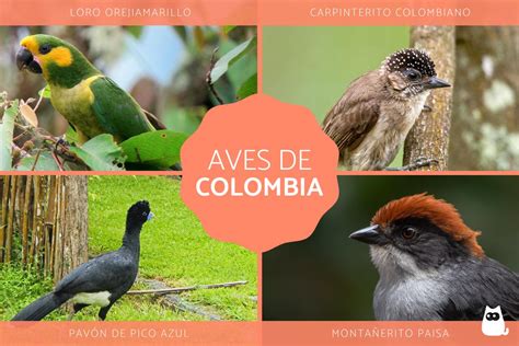Aves De Colombia Nombres Y Fotos