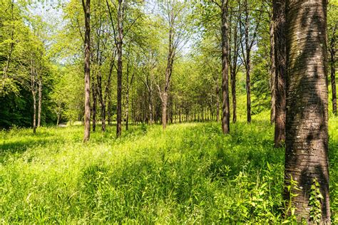 Free Picture Forest Leaf Green Grass Landscape Environment Wood