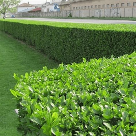 Green Privet Ligustrum Evergreen Hardy Dense Hedging Plants From