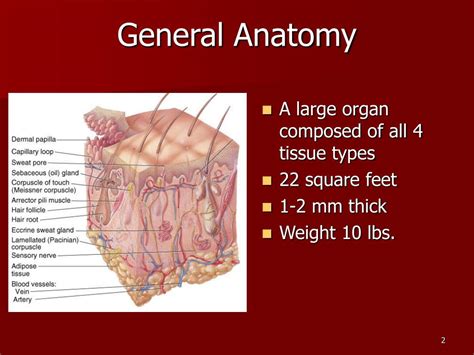PPT - Chapter 5 The Integumentary System PowerPoint Presentation, free