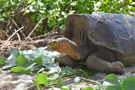 Super Diego The Legendary Galapagos Tortoise Galakiwi Blog Galakiwi Adventures
