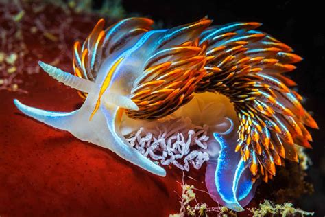 2014 Photo Contest 20 Amazing Nudibranch Pictures Sên Biển Đang Yêu