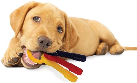 The 10 Best Chew Toys For Your Pup Keep Them Entertained