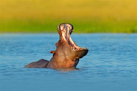 Bozal Abierto Del Hipopótamo En Agua De Río Fauna África Hipopótamo