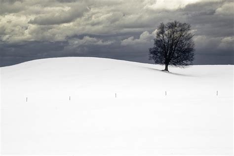 Lone Tree In Winter On A Snow Covered Hill With Cloudy Sky Photograph
