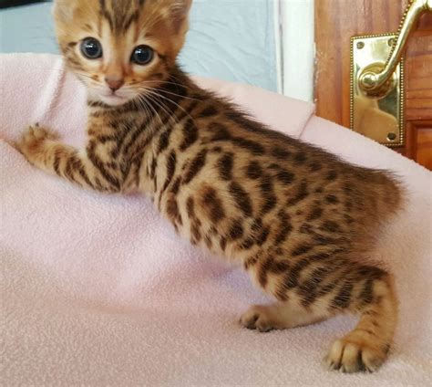 Healthy Bengal Kittens Available For Sale Adoption From Bella Vista