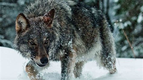 The evolution of the wolf occurred over a geologic time scale of at least 300 thousand years. Timber Wolf Wallpaper ·① WallpaperTag