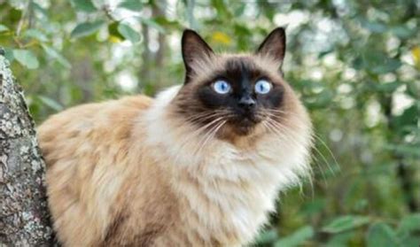 Top 50 Best Female Balinese Cat Names Petpress