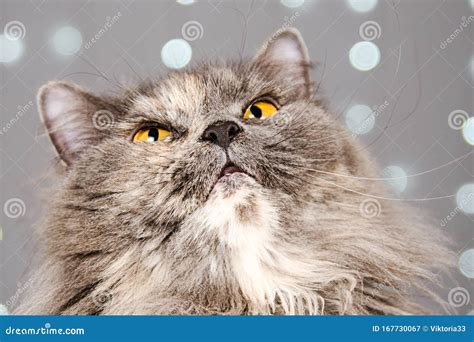 Funny Gray British Cat On A Light Background With Bokeh Stock Image