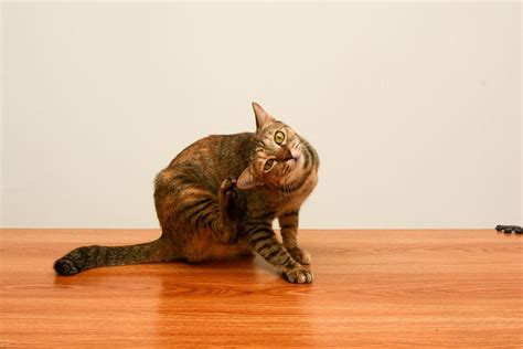 Mange In Cats Causes Symptoms And Treatments Dutch