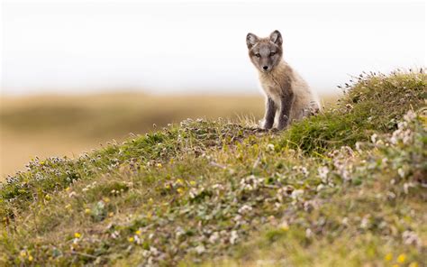 Download Wallpaper 3840x2400 Arctic Fox Fox Animal Glance Wildlife