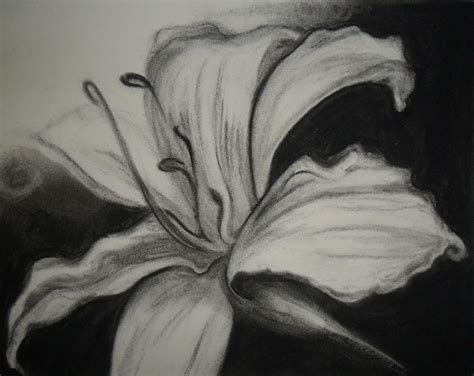 Learn how to draw charcoal flower pictures using these outlines or print just for coloring. Charcoal on paper | ART- drawing ... | Charcole drawings ...