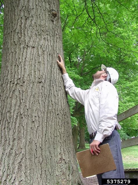Visual Tree Inspection