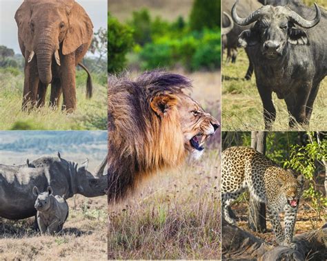 Fun Facts About The Big Five Lets Go Safari