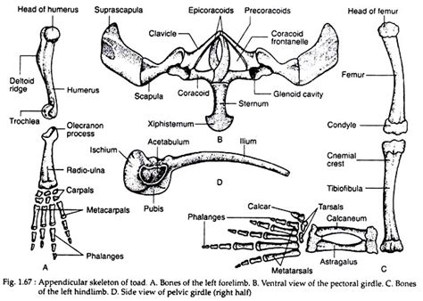 Pectoral Girdle Of Frog