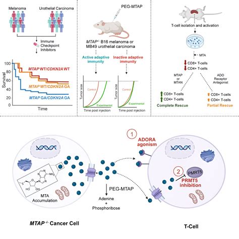 Study Offers Way To Increase Immune Checkpoint Inhibitor Effectiveness