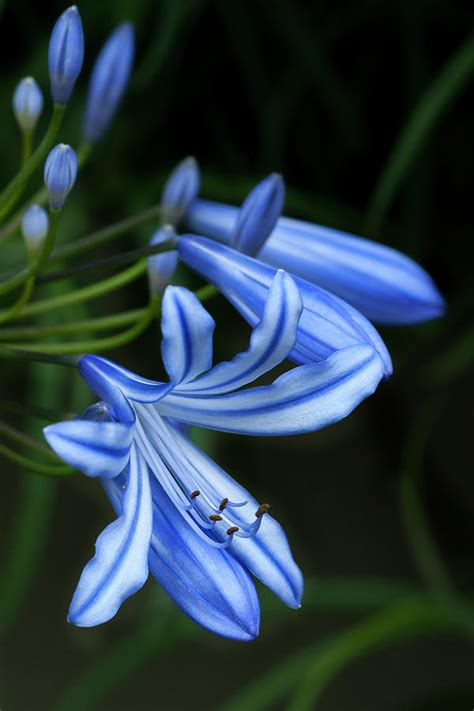 Blue Tiger Lily Photograph By Ginger Stein Fine Art America