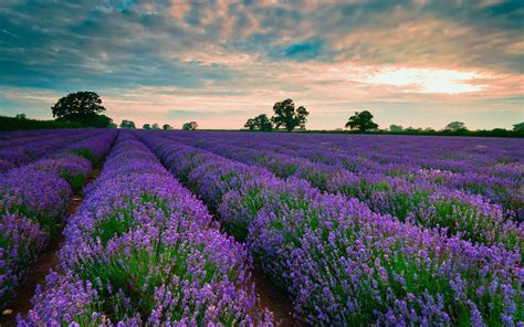 39 Lavender Field Wallpaper