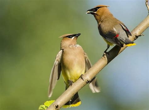 Featured Birds Cedar Waxwings