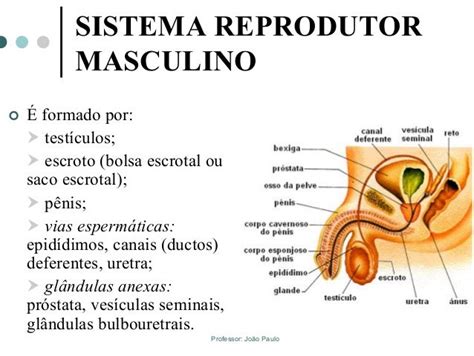 Sistema Reprodutor Masculino Anatomia E Fisiologia Hu