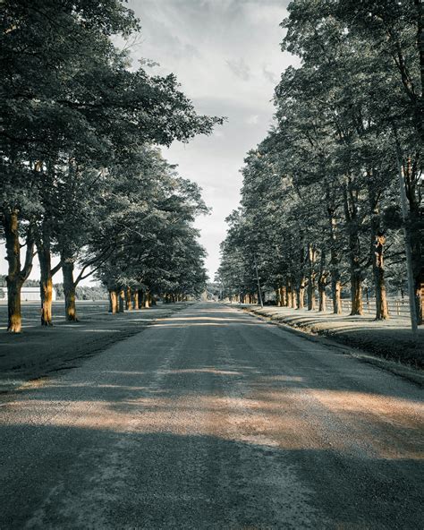 Gray Asphalt Road Between Trees During Daytime Photo Free Road Image