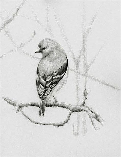 Pin By Sam Ledoux On My Printables Transfers Cliparts Box Bird Art